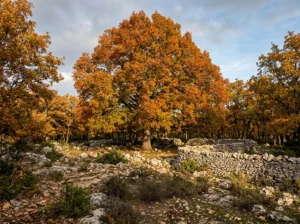 questo albero è arancione