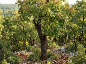 un albero frondoso