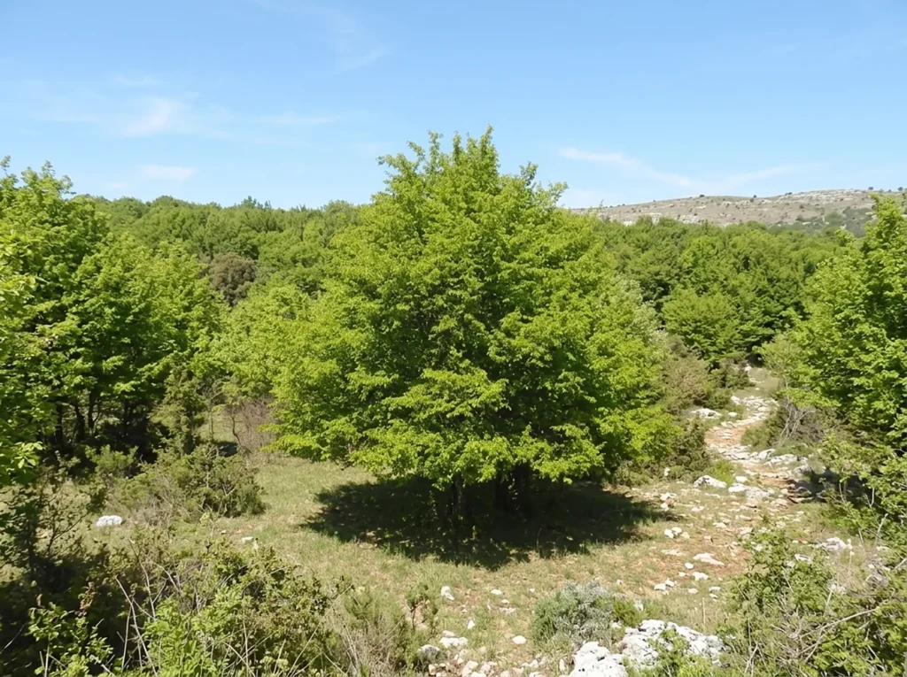 Carpinus orientalis Miller - Vivai Campanale