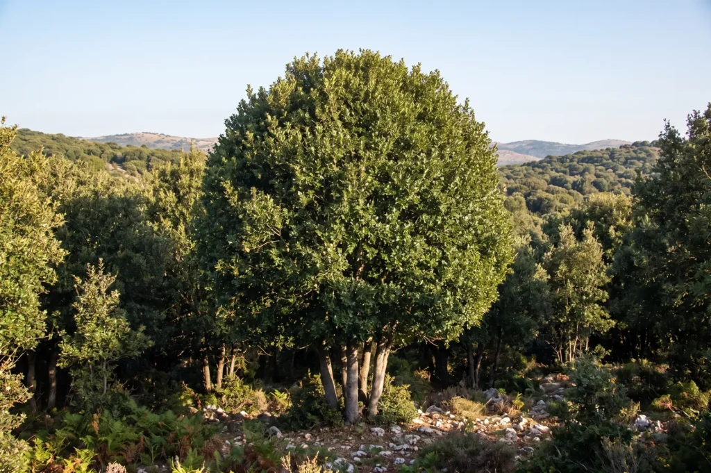 Ilex aquifolium L. - Vivai Campanale