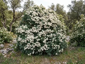 un cespuglio nel bosco